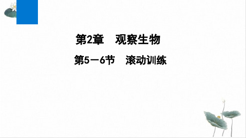 第-节滚动训练—秋七级上册浙教版同步作业ppt课件6