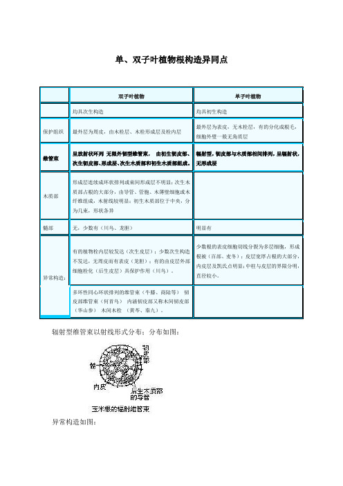 单、双子叶植物根构造异同点