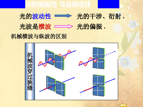 课件：光的偏振 马吕斯定律