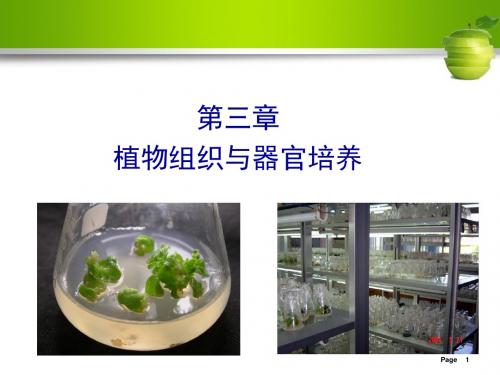 人工种子制作ppt课件