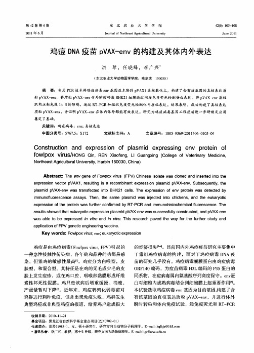 鸡痘DNA疫苗pVAX-env的构建及其体内外表达