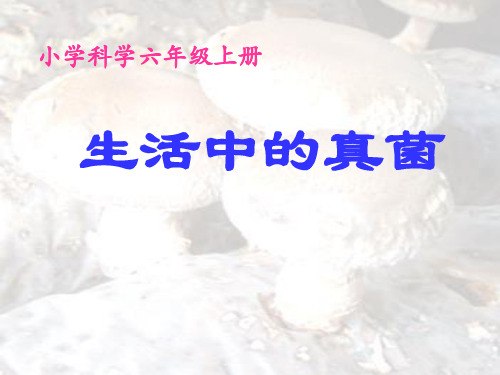 六年级上册科学_6生活中的真菌冀人版(11张)标准课件