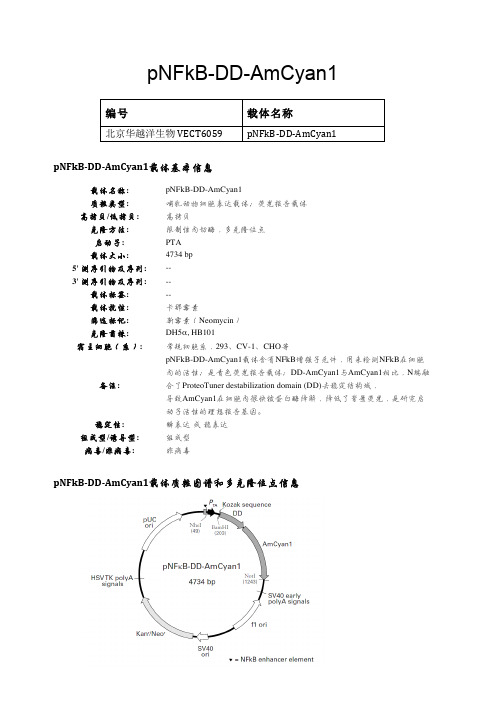 pNFkB-DD-AmCyan1哺乳动物表达载体说明