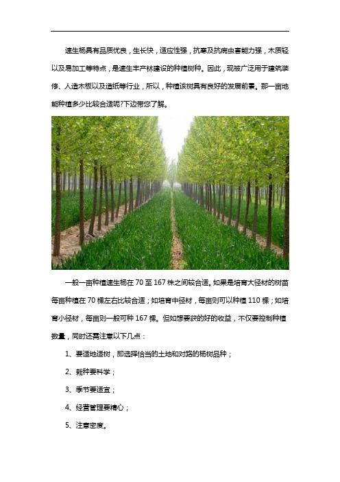 一亩地能种多少速生杨