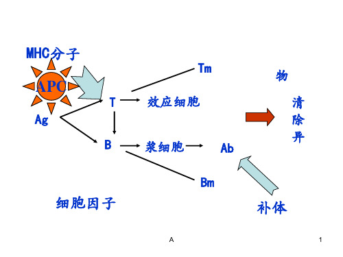 免疫学课件 细胞免疫ppt课件