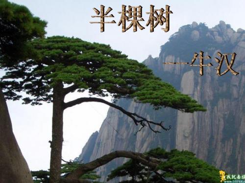 半棵树望乡用