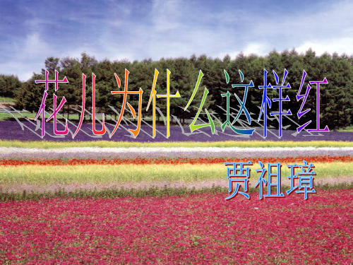 八年级语文下册 第15课《花儿为什么这样红》课件 苏教版