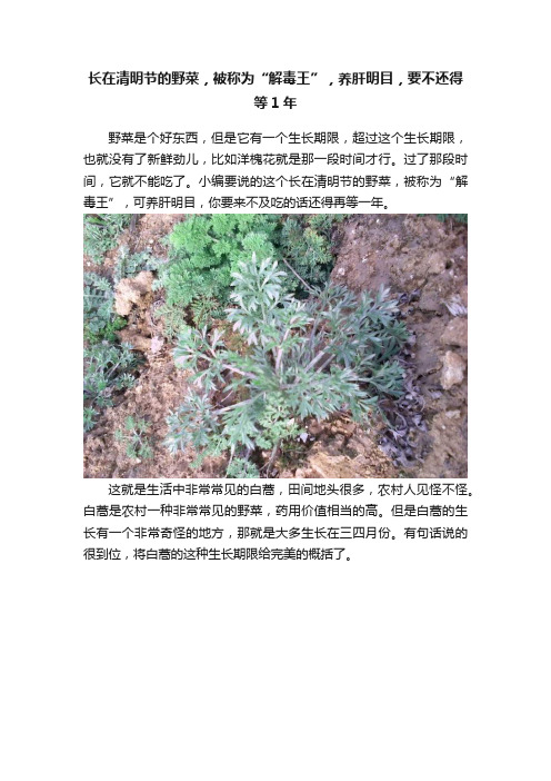 长在清明节的野菜，被称为“解毒王”，养肝明目，要不还得等1年