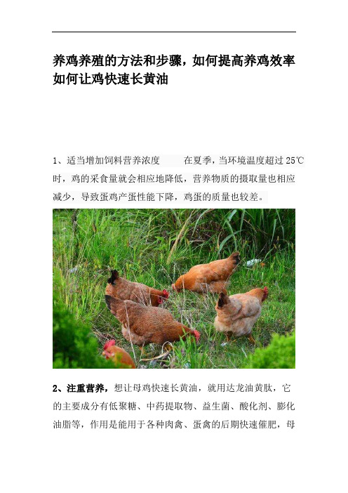 养鸡养殖的方法和步骤,如何提高养鸡效率 如何让鸡快速长黄油