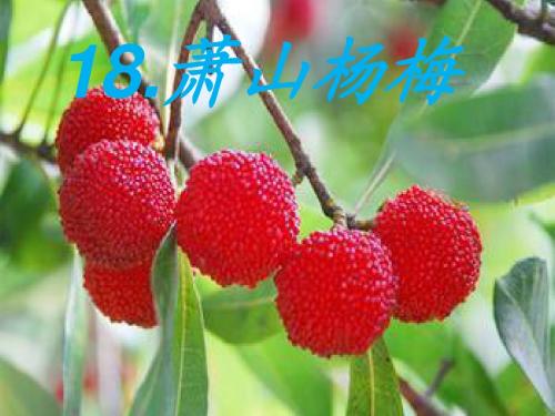 语文S版四下《18.萧山杨梅》-李谦谦ppt课件