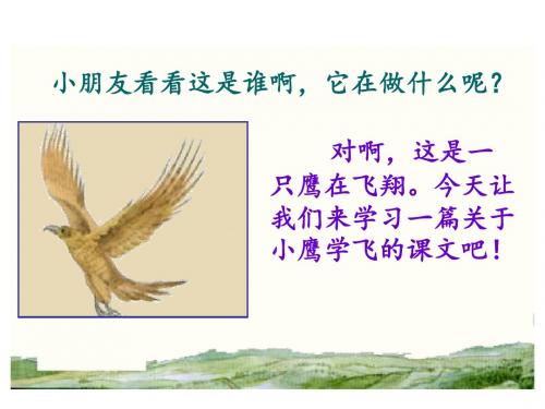 苏教版二上小鹰学飞课件