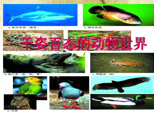 人教版八年级上册生物：生物学艺术 动物与造型艺术