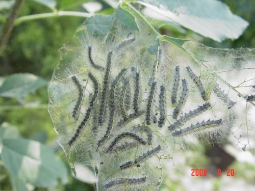 昆虫的生殖和发育