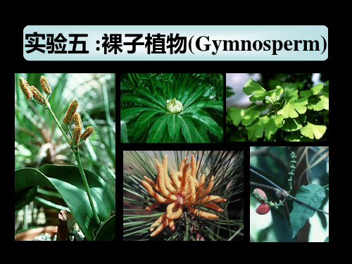植物学下册植物实验物实验五裸子植物2演示精品PPT课件