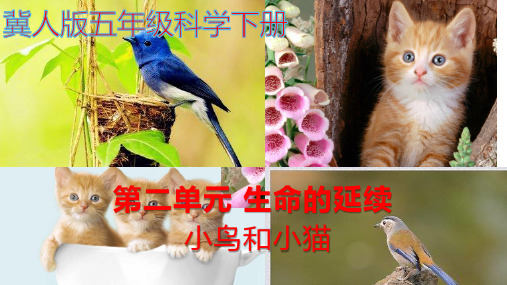 五年级科学下册课件-6小鸟和小猫  冀人版(共26张PPT)