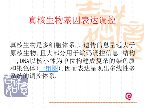 真核生物基因表达调控ppt