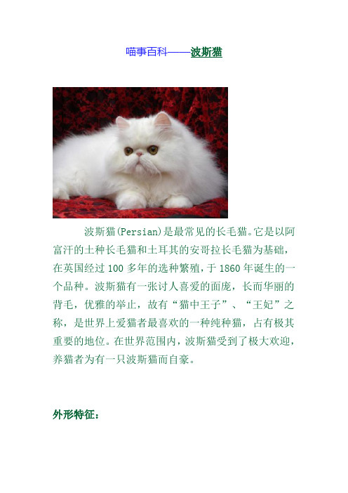 喵事百科——波斯猫
