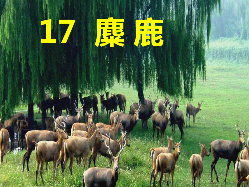 苏教版六上麋鹿PPT课件