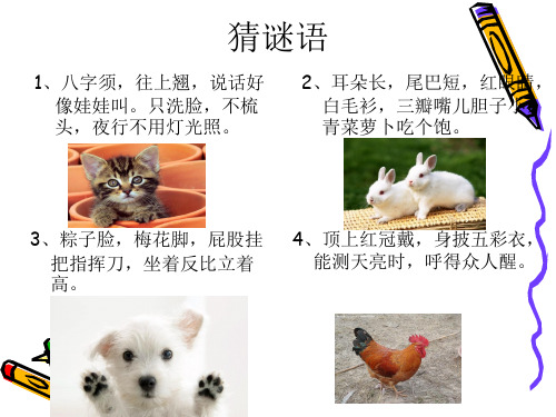 我喜欢的小动物作文ppt