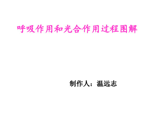 呼吸作用和光合作用的图解理解