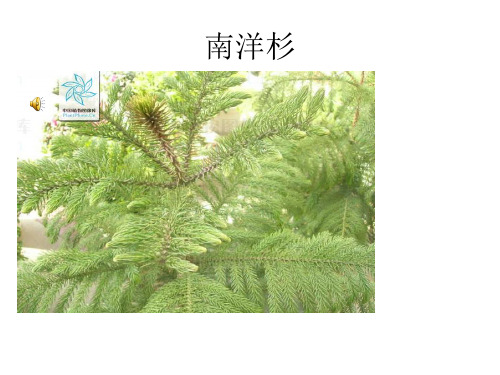 园林常用针叶植物