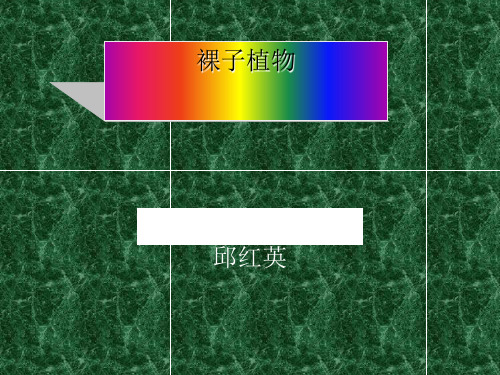 裸子植物