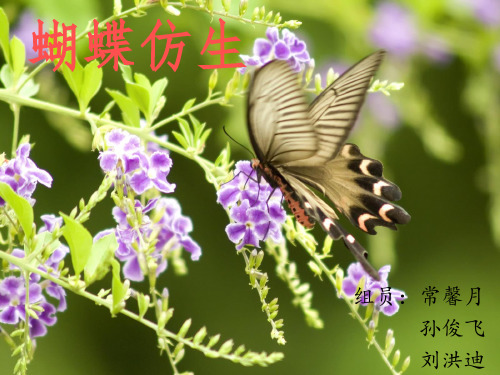 蝴蝶仿生