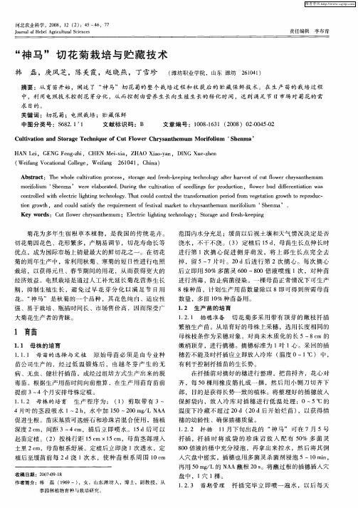 “神马”切花菊栽培与贮藏技术