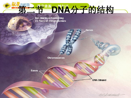 生物：3.2《DNA分子的结构》课件(新人教版必修2)