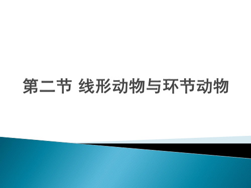 线形动物和环节动物课件