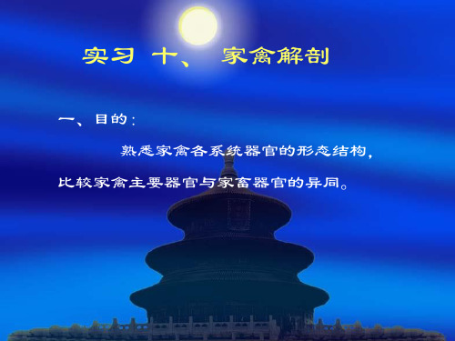 实习十一 、家禽解剖