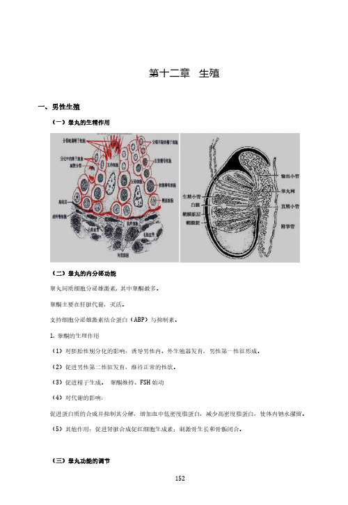 生理学基础讲义	第十二章	生殖