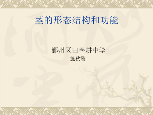 茎的形态结构和功能_20055