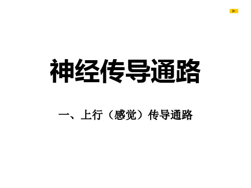 人体解剖学 神经传导通路