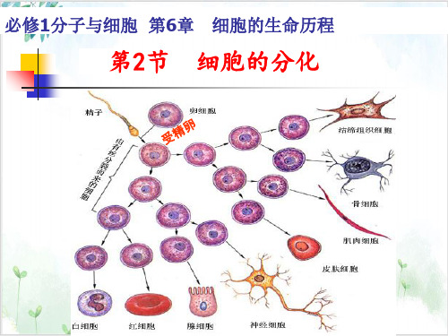 细胞分化PPT课件