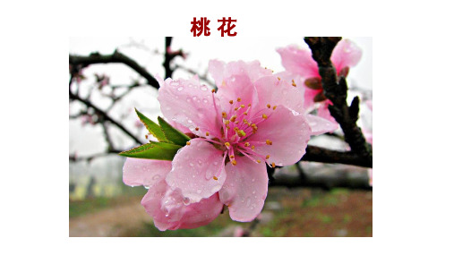 人教版七年级上册生物课件 3.2.3 开花和结果