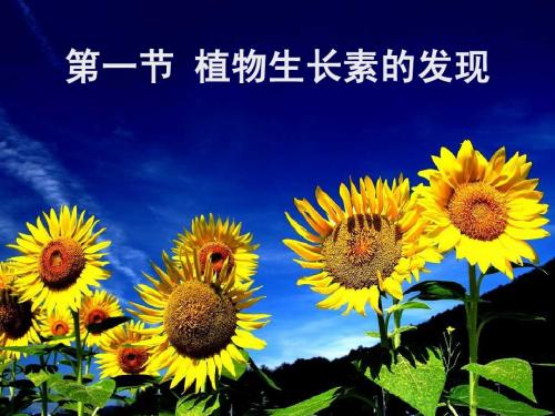 生长素的发现