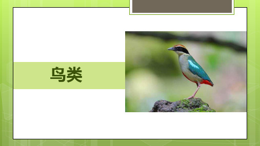 苏教版科学四年级上 3.鸟类