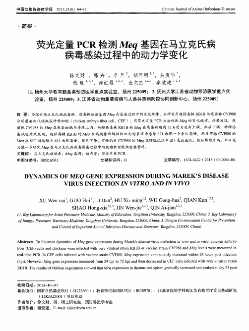 荧光定量PCR检测Meq基因在马立克氏病病毒感染过程中的动力学变化
