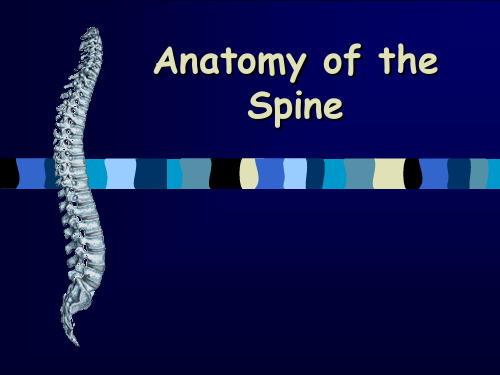 Anatomy of the Spine