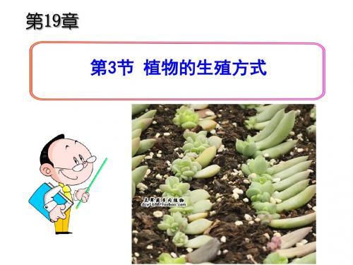 b6.19.3植物的生殖方式