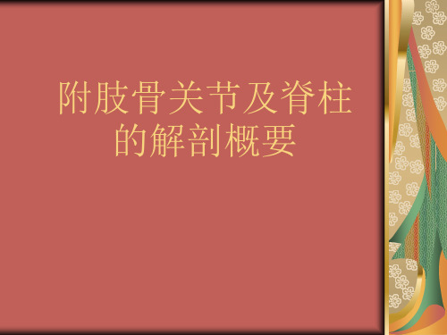 附肢骨关节及脊柱的解剖概要骨骼肌肉系统常用影像检查方法比较、儿童骨骼及成人四肢骨关节的X线解剖