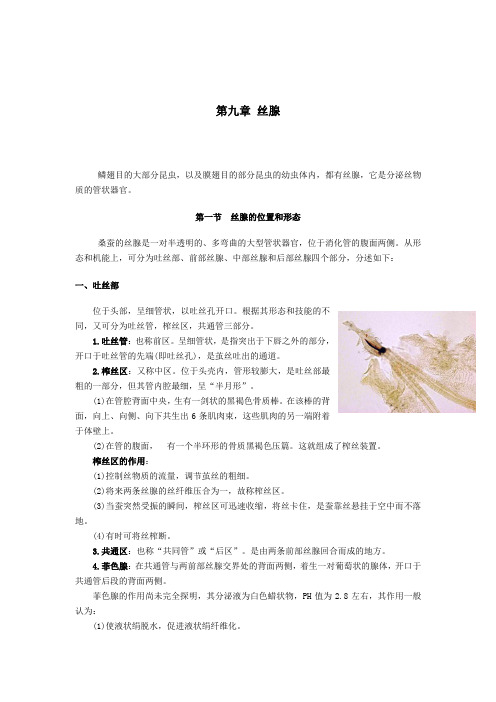 蚕体解剖生理学—丝腺