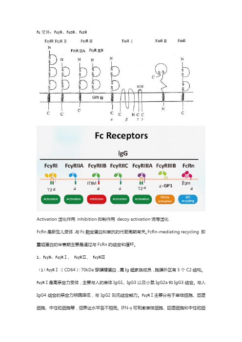 Fc受体