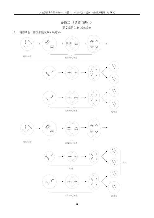 华师一附中人教版高考生物必修复习提纲(三)