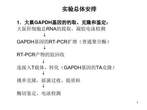 TRIZOL法提取总RNAppt课件