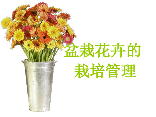 盆花栽培