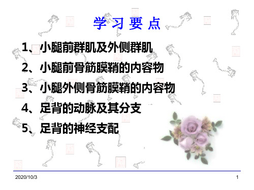 局部解刨学PPT：小腿前外侧区和足背