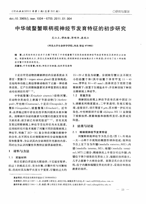 中华绒螯蟹眼柄视神经节发育特征的初步研究