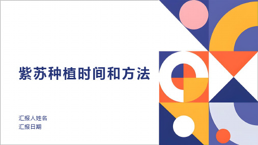 紫苏种植时间和方法